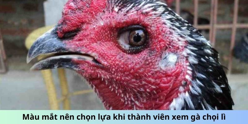 Mắt Gà chọi Lì - Dấu Hiệu Chiến Kê Gan Lì, Sắt Đá Nhất 1 Trang Chủ Jun88.com #1 Việt Nam Màu mắt nên chọn lựa khi thành viên xem gà chọi Lì